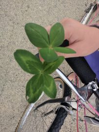 four-leaf clovers